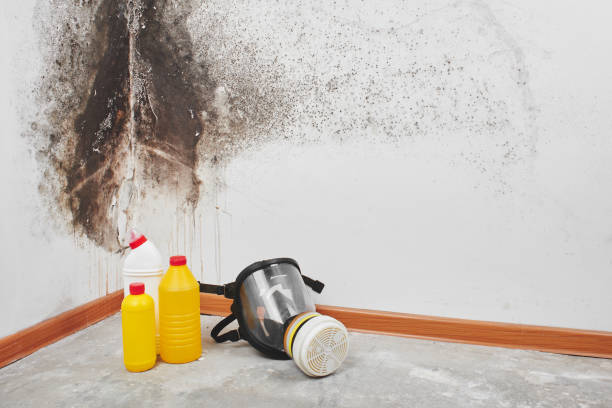 Trusted Wood Ridge, NJ Mold Removal Experts