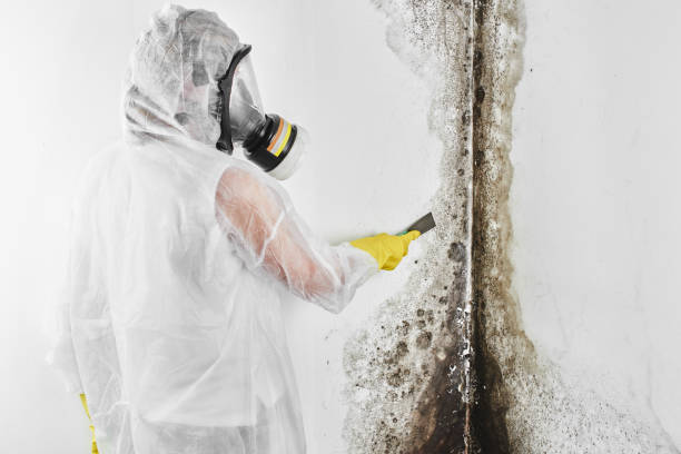 Best Best Mold Removal Companies  in Wood Ridge, NJ