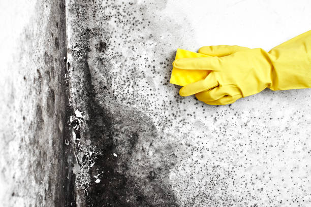 Best Certified Mold Removal  in Wood Ridge, NJ