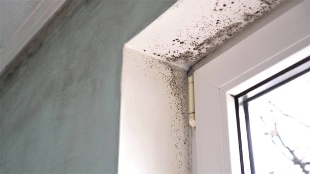 Best Mold Removal and Inspection  in Wood Ridge, NJ