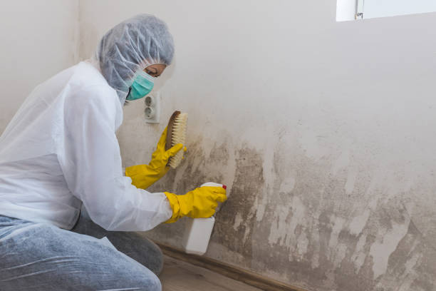 Best Emergency Mold Removal  in Wood Ridge, NJ
