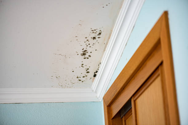 Best Office Mold Removal Services  in Wood Ridge, NJ