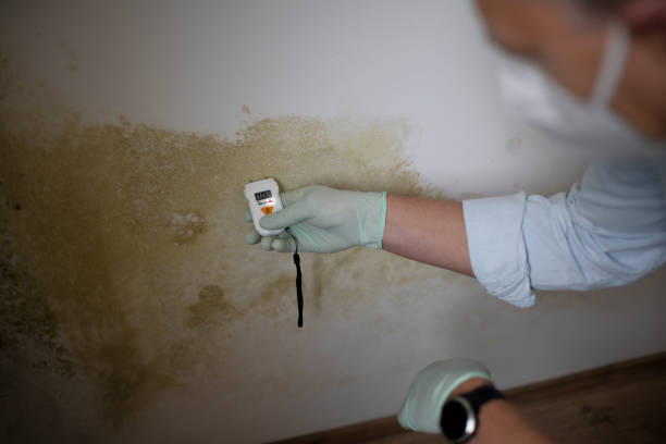 Best Mold Removal Near Me  in Wood Ridge, NJ