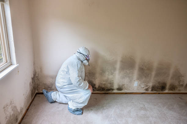 Mold Removal Process in Wood Ridge, NJ