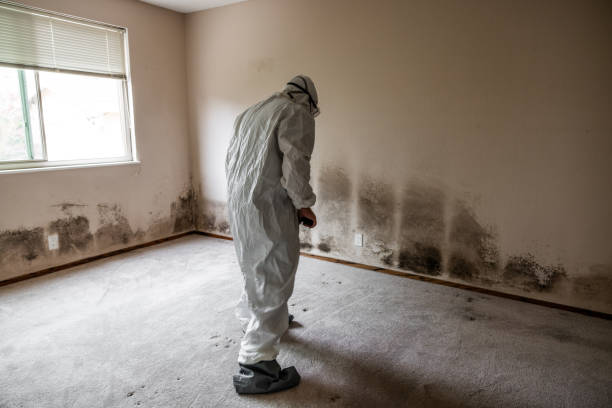 Best Mold Cleaning Services  in Wood Ridge, NJ