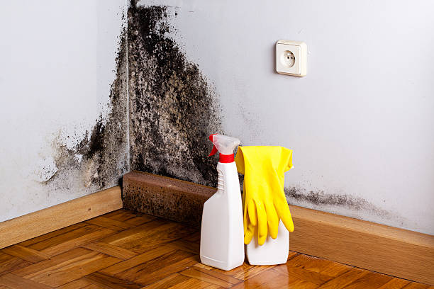 Best Mold Remediation  in Wood Ridge, NJ