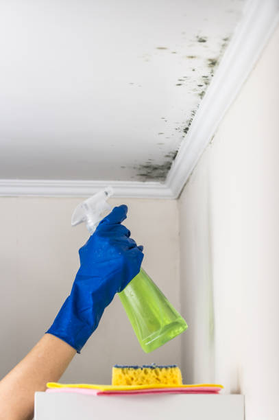 Best Same-Day Mold Removal  in Wood Ridge, NJ